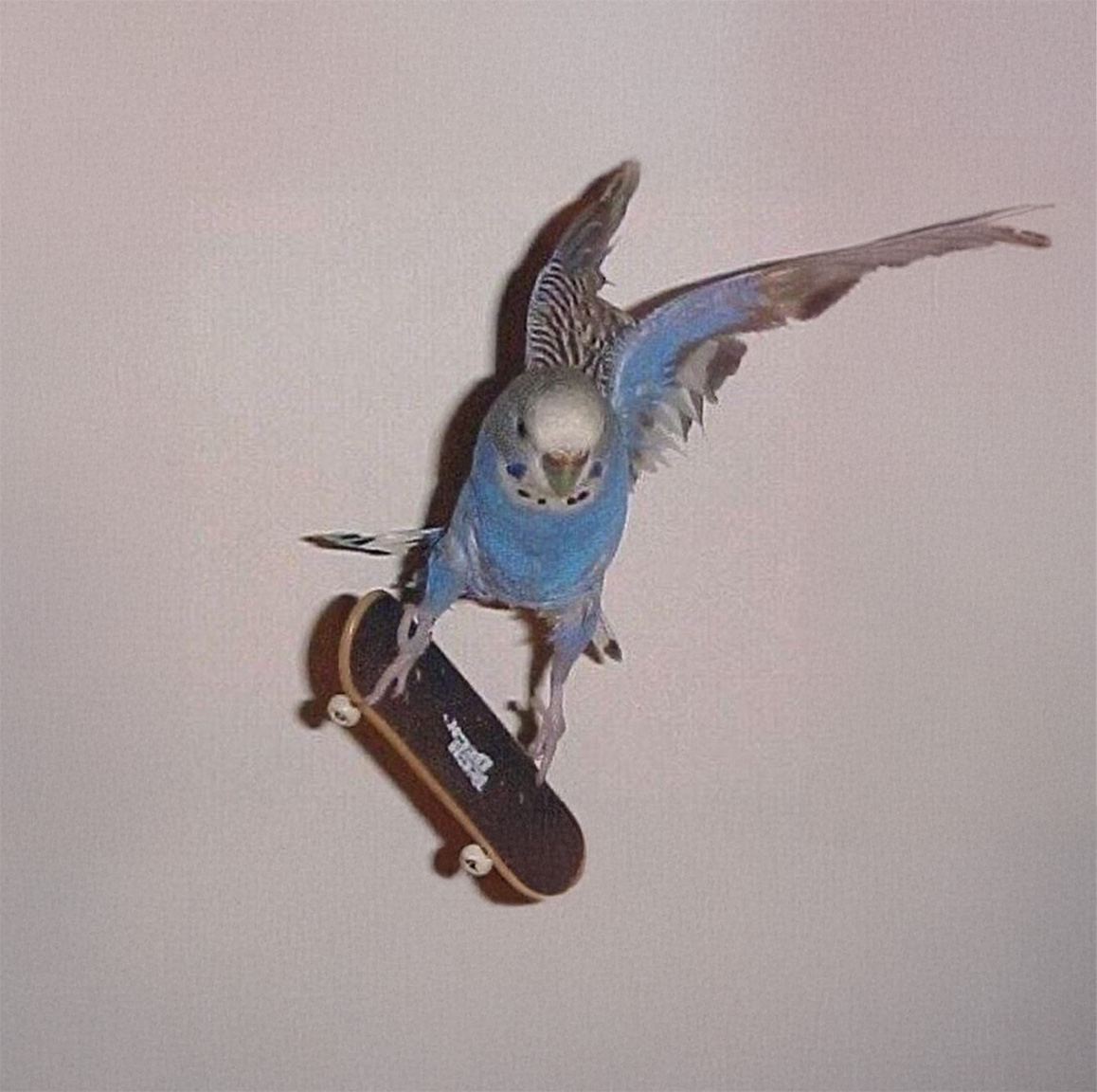 Daniel Armando Scheele